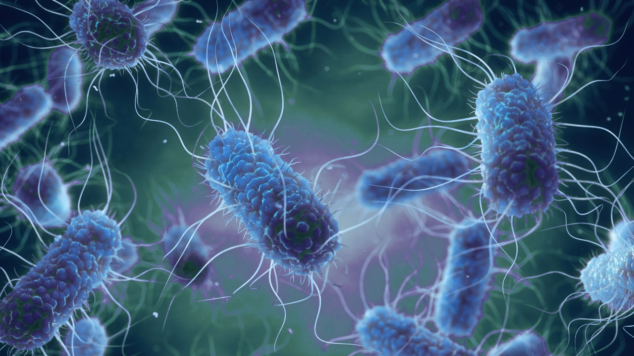 Escherichia coli produtora de toxina Shiga (STEC) | Pioneering