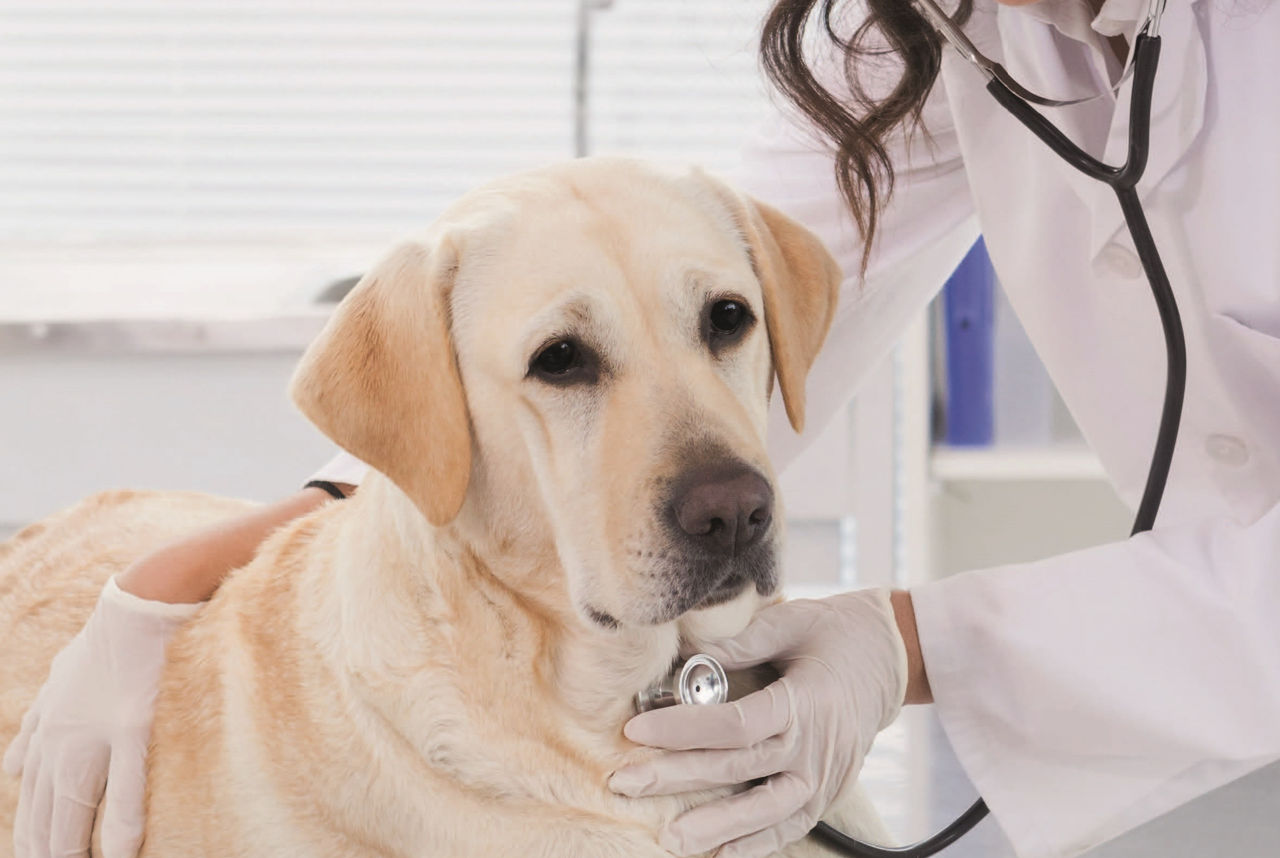 Board Certified Veterinary Oncologist