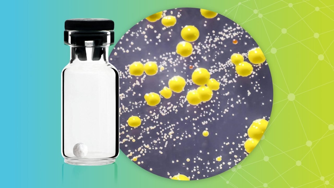 Micrococcus luteus